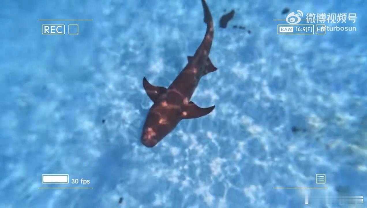 孙俪小花与鲨鱼共游vlog孙俪与鲨鱼共游视频孙俪小花与鲨鱼共游vlog挺合适 