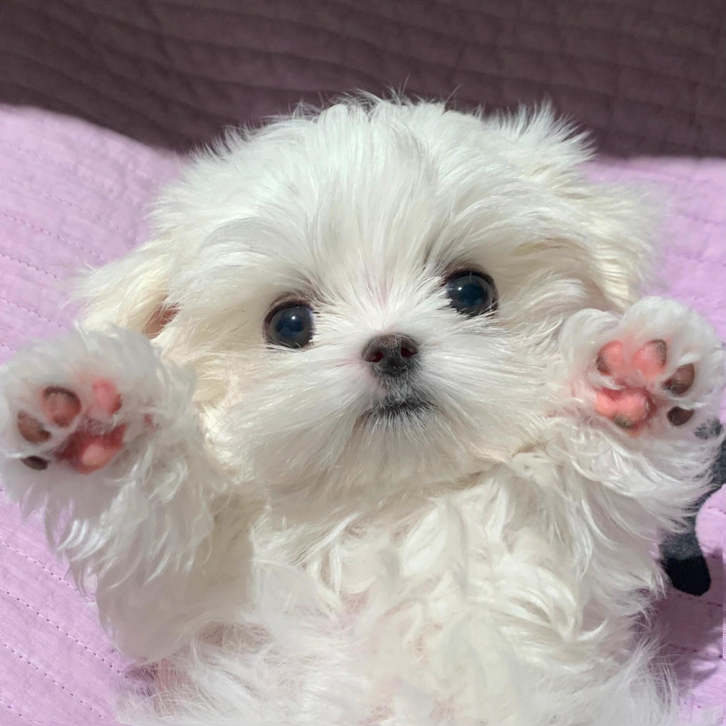 小白狗马尔济斯🐾 