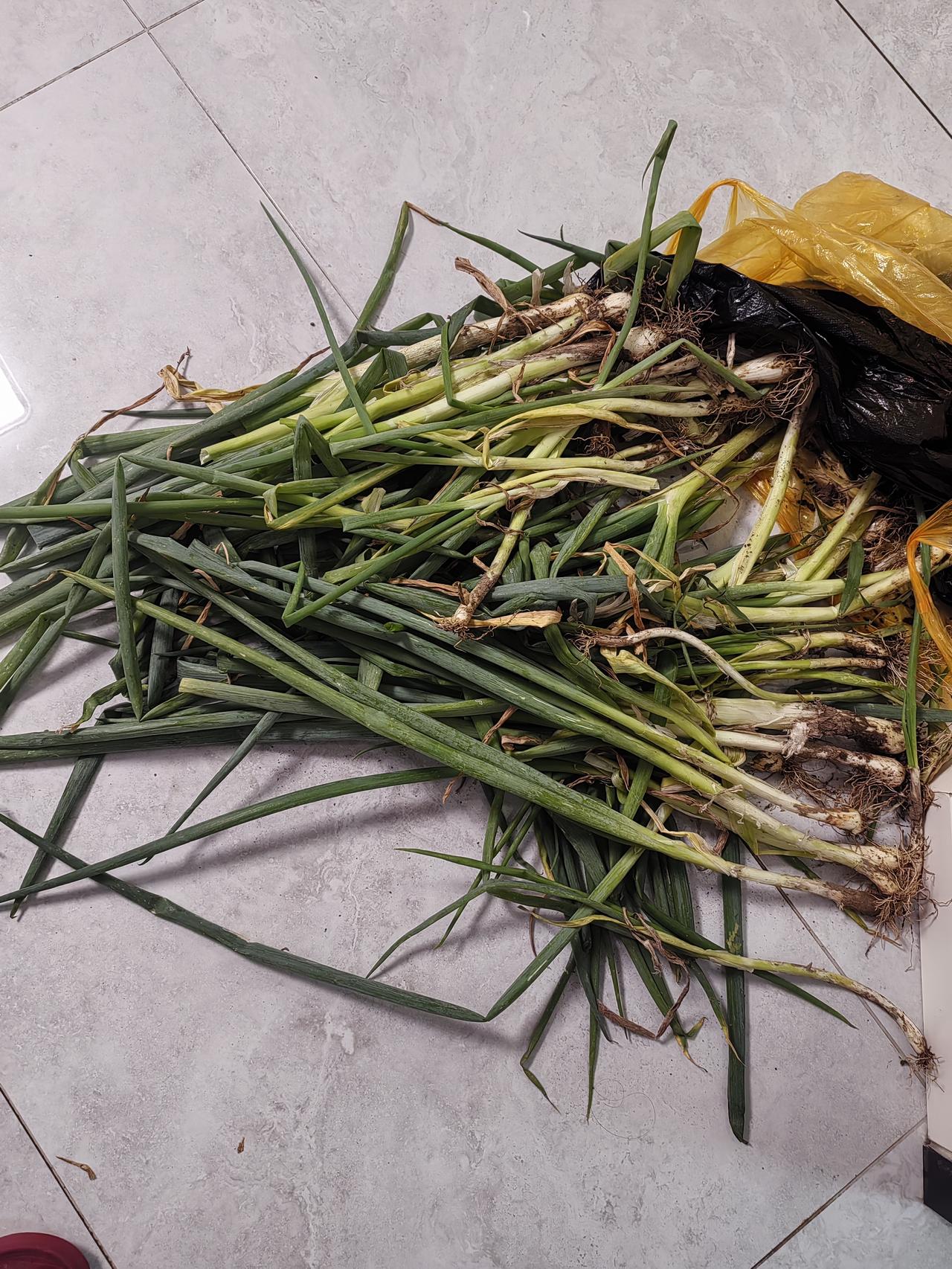大葱太多，大葱叶子太老了，没法蘸酱吃了不能糟蹋啊，炸料油。
     大约七八斤