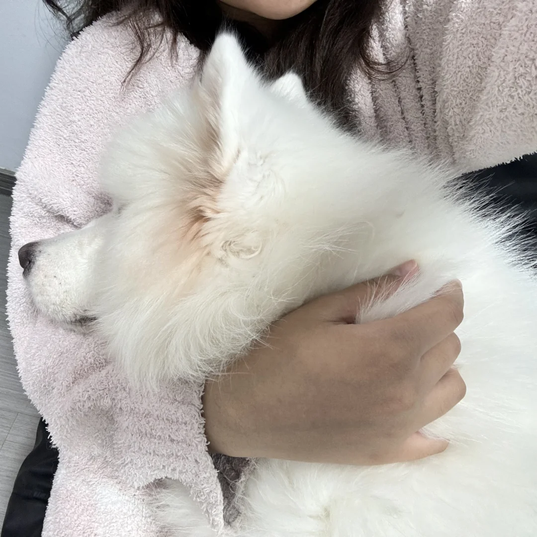 我宣布椰椰就是我的崽崽！