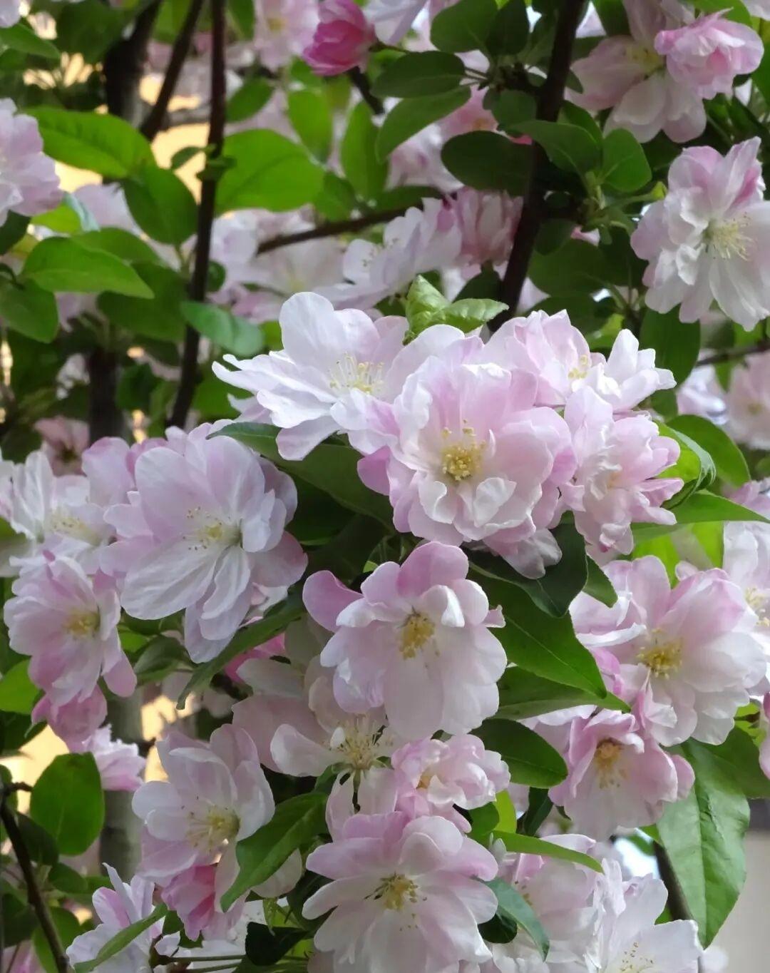 快看这蔷薇花！满枝丫的小白花挤挤挨挨，像星星落在绿叶子里。五片花瓣雪白雪白的，中
