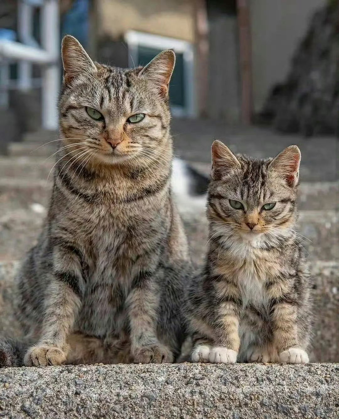 猫咪：我们准备好了，拍吧📸️ 