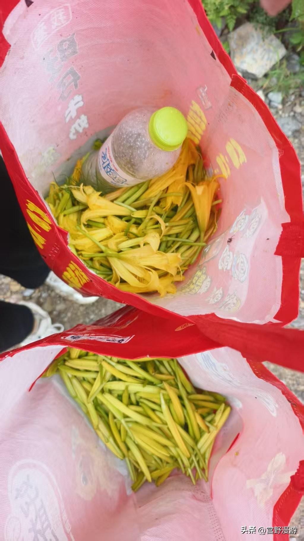 黄花菜可是个宝！它是传统蔬菜，被视作“席上珍品”。花瓣肥厚，金黄浓香，吃起来鲜嫩