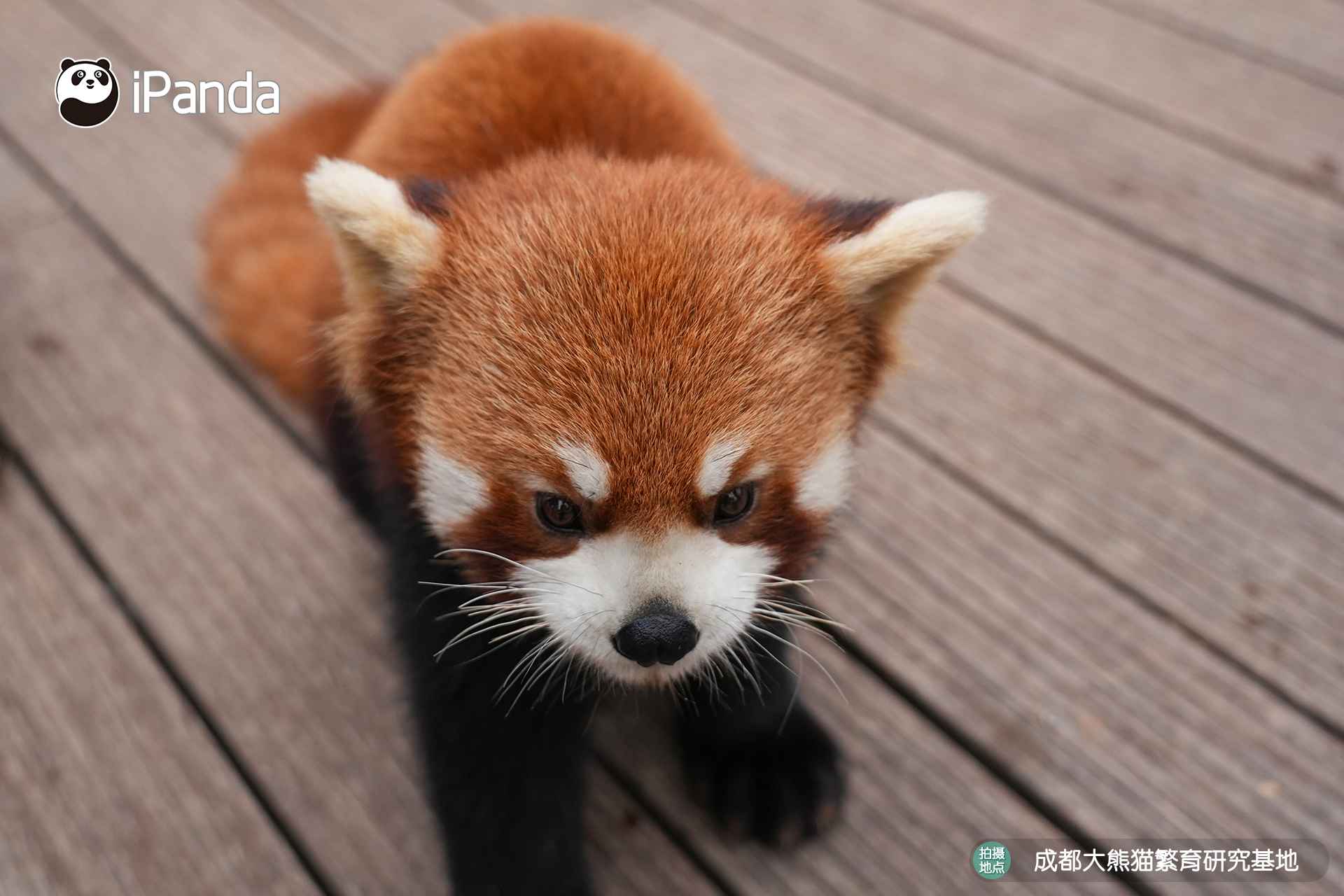 【小熊猫的治愈从早安开始🌟】发言熊：“小熊猫”名熊名言：把昨天的烦恼都丢掉，今