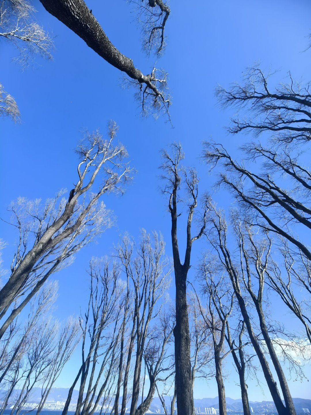 在大理，今天的阳光肆意滋生着岁末的孤独，我沿着洱海的姹紫嫣红，一点一点刷新回忆，
