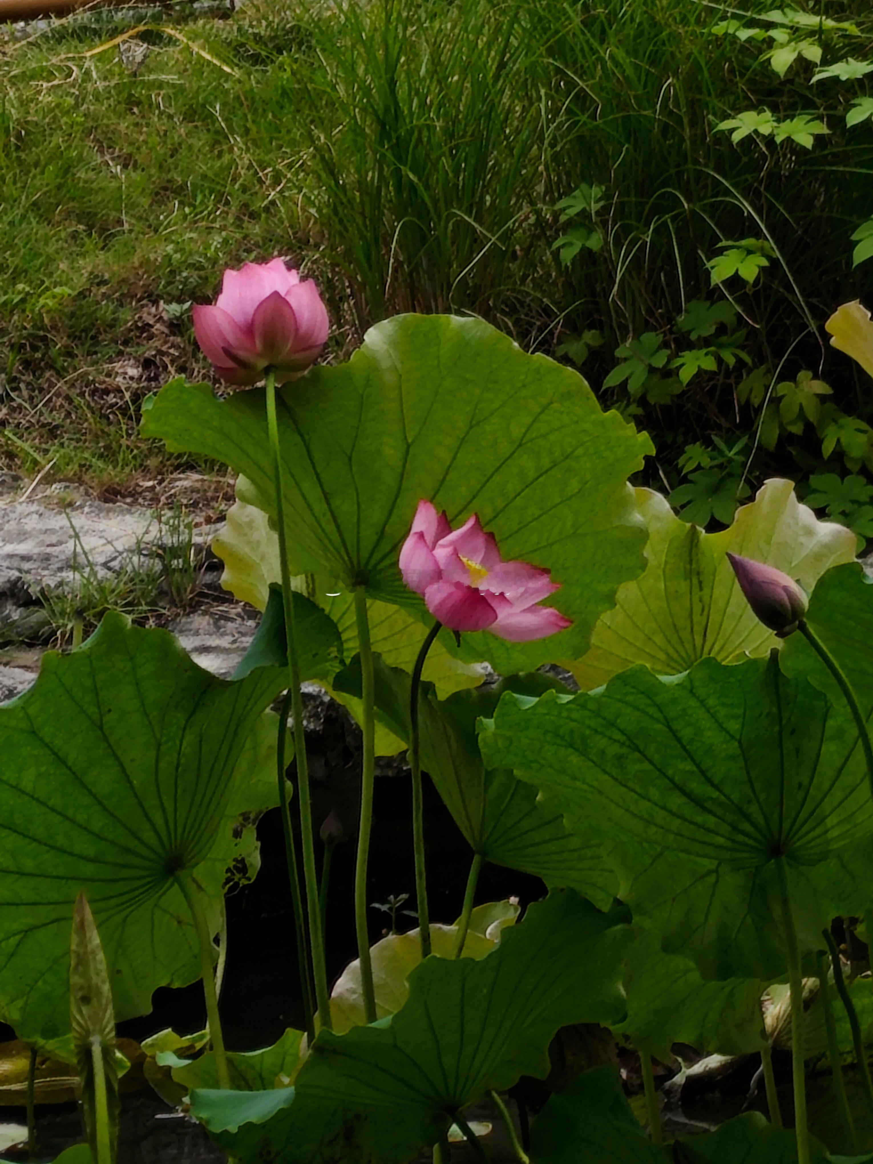端午节雨后的池塘浸着清润湿气满池荷叶舒展叶面托着晶莹水珠风过轻轻滚落荷花或温婉或