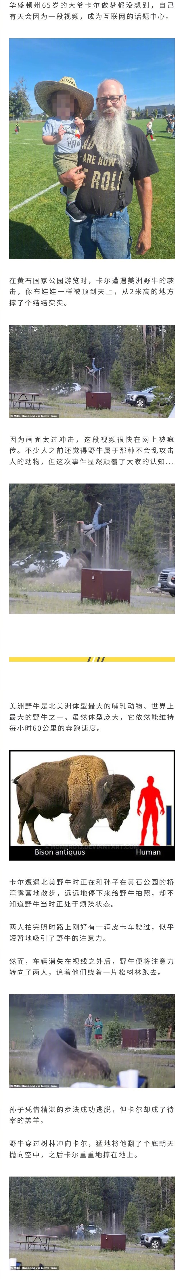 美国公园的巨大野牛掀翻65岁大爷，因为场景太过冲击，大爷的视频火爆全网... 