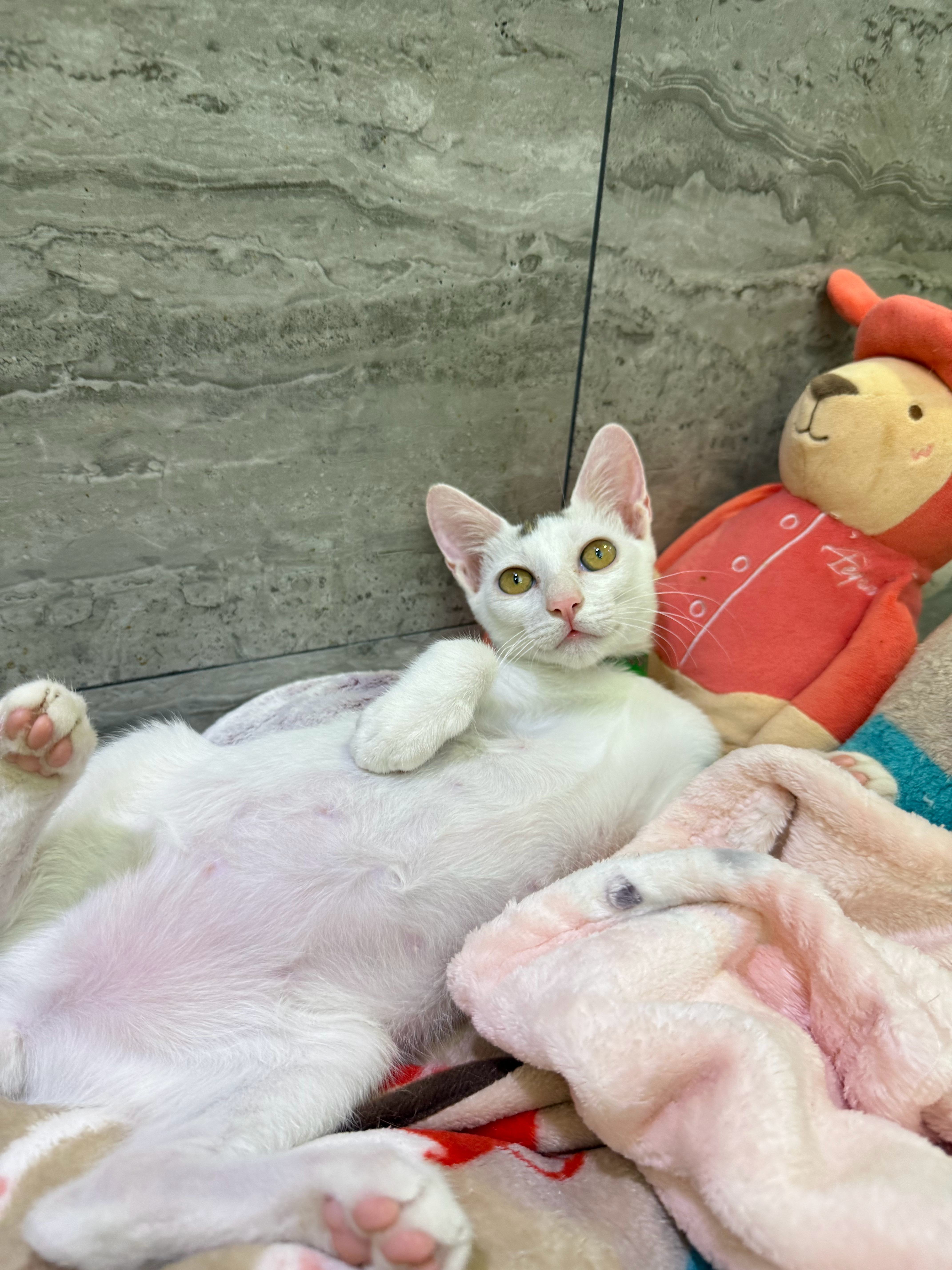 来吧，哥的怀抱很温暖深圳领养