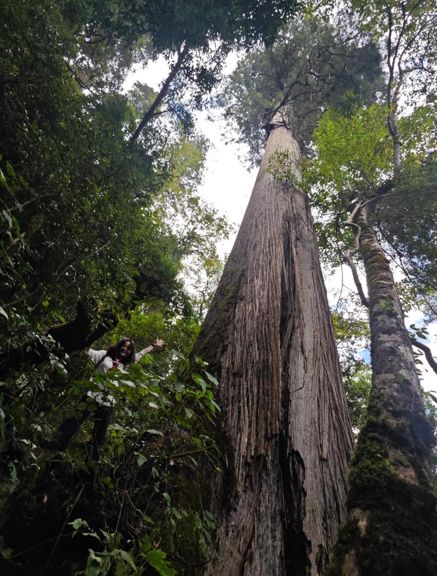 西藏松树顶开出杜鹃花大自然在70米高空藏着浪漫三百年前，一粒松树的种子落入墨脱的