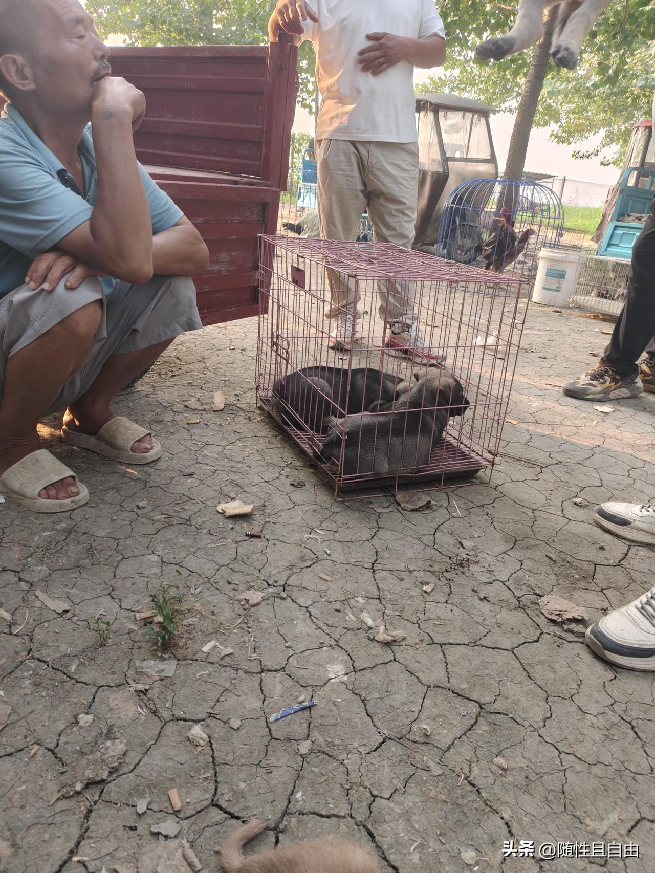 第一次来这种地方，家里的柴狗长大了。小家伙们第一次来这种地方，吓的浑身哆嗦。宠物