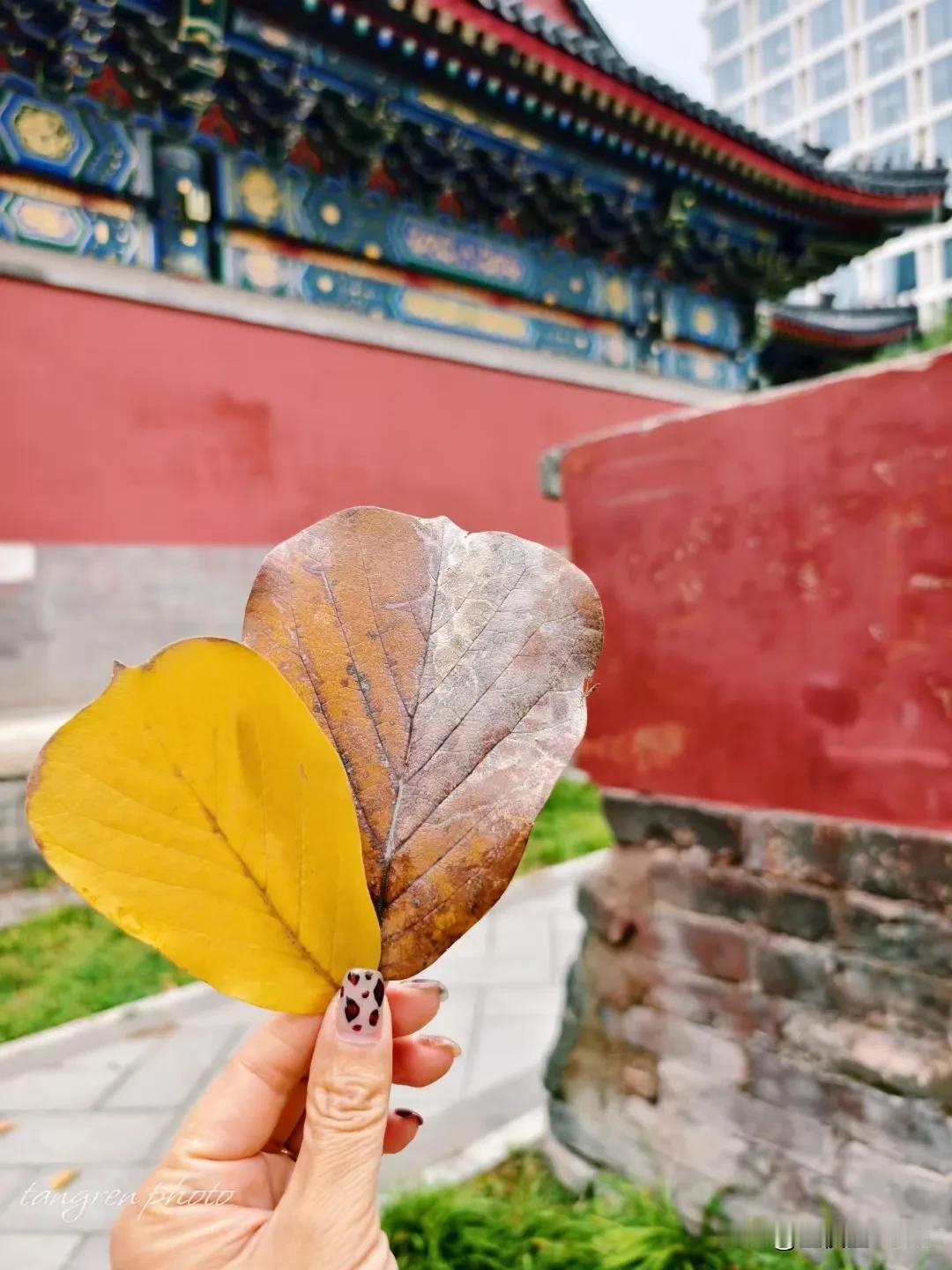 姥姥带俩娃的日常！

连续的几天阴云笼罩，昨日难得放晴，院子里简单打扫打扫，就出