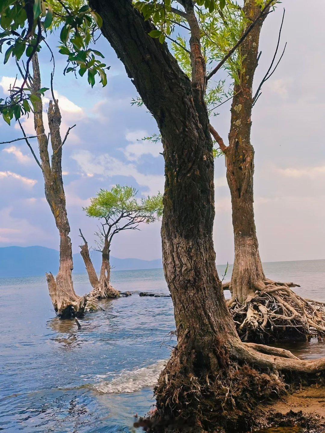 4月23日午间热点一、算力·光通信（全线领涨）- 中际旭创：强势涨停，算力主升浪