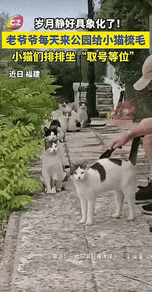 近日，黑龙江一处公园出现了一群流浪猫，令人傻眼的是，这群猫咪会自觉排队，然后安静