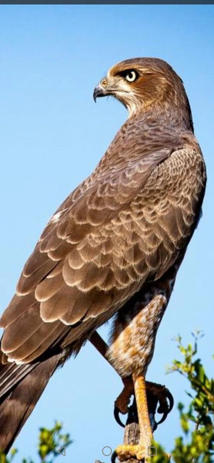 勤奋不一定就能成为学霸，毕竟天赋在其中也起着重要作用，但不勤奋的话，那绝对当不了