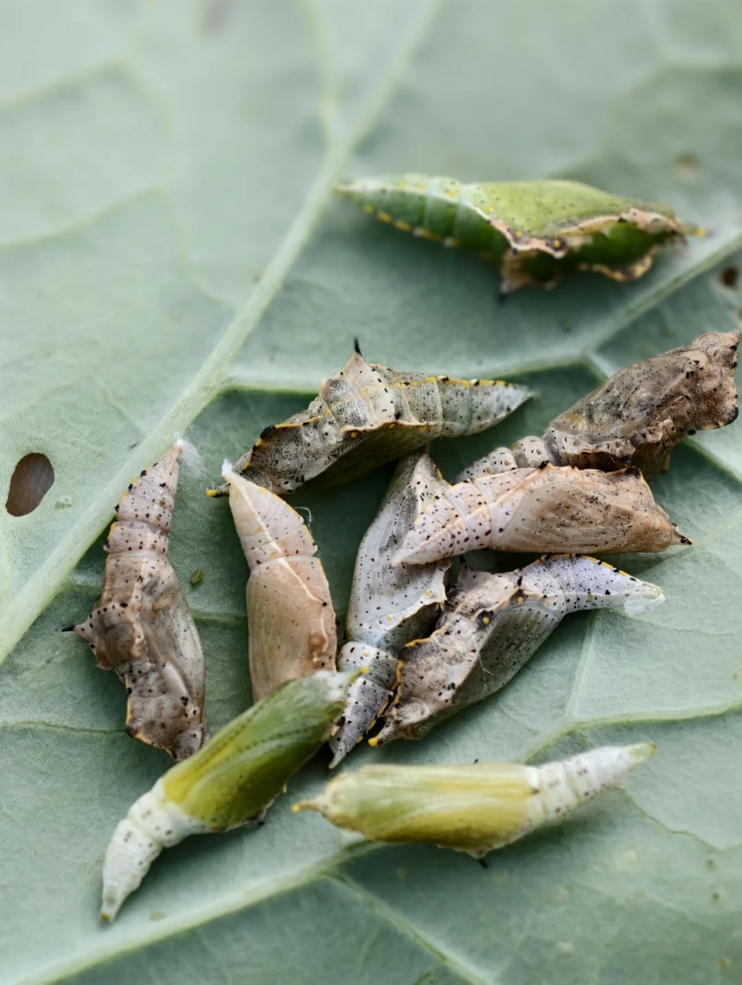 成都公园野采奇遇，发现好多菜青虫的蛹