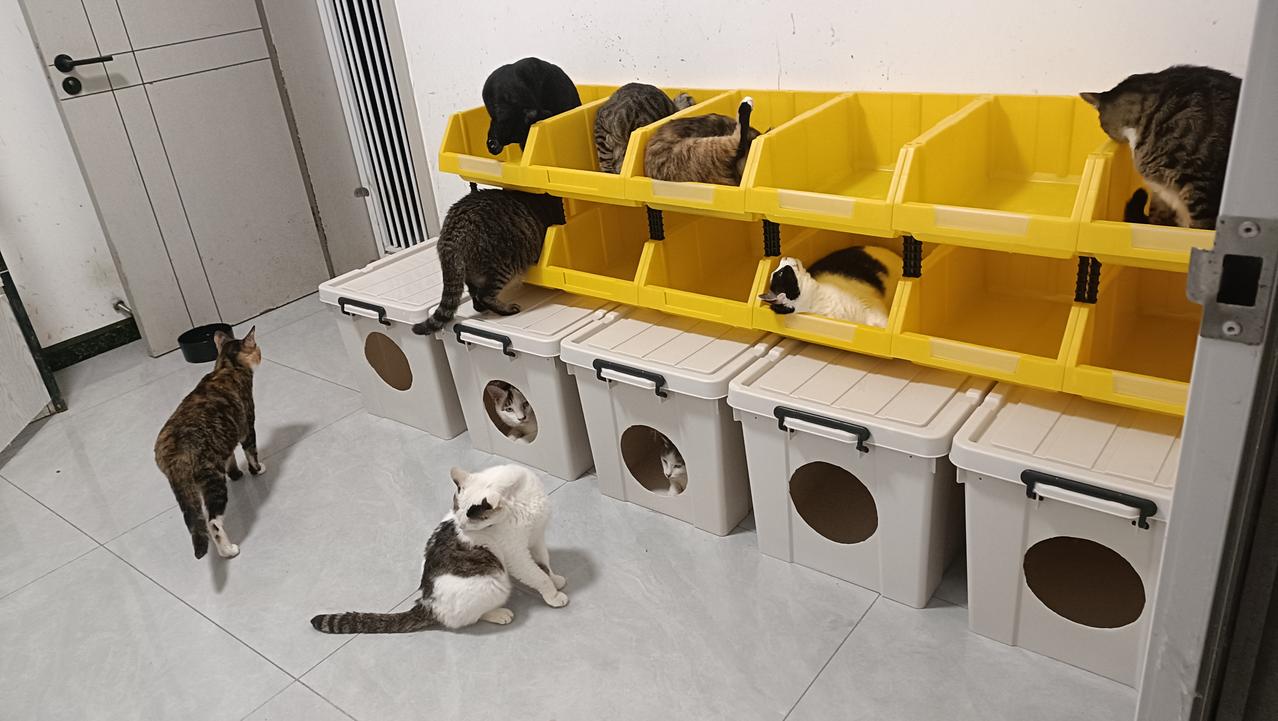 下了两天雨，气温下降，晒晒我家猫幸福的日常生活。猫
