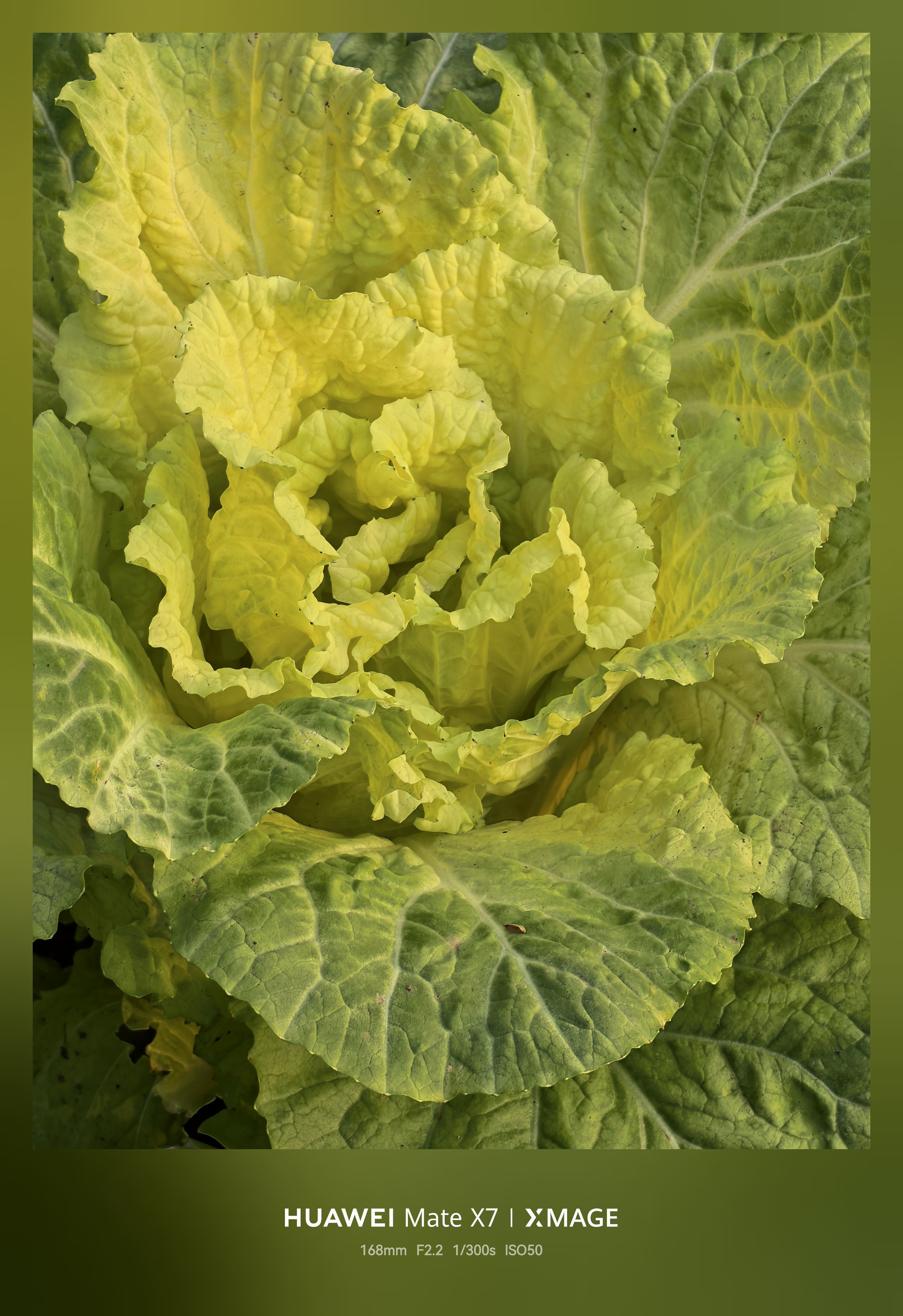 去采摘 发现一些新奇蔬菜带回家做了一下 感觉挺好吃图3 图5有人认识是什么吗？ 