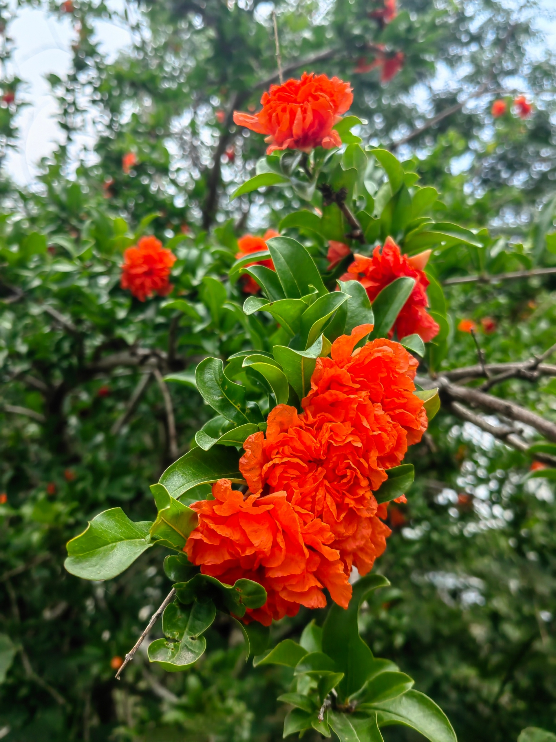 榴花似火。遛弯的时候看到一个初中生模样的人，在树荫下玩游戏，大概是不想在家里被父