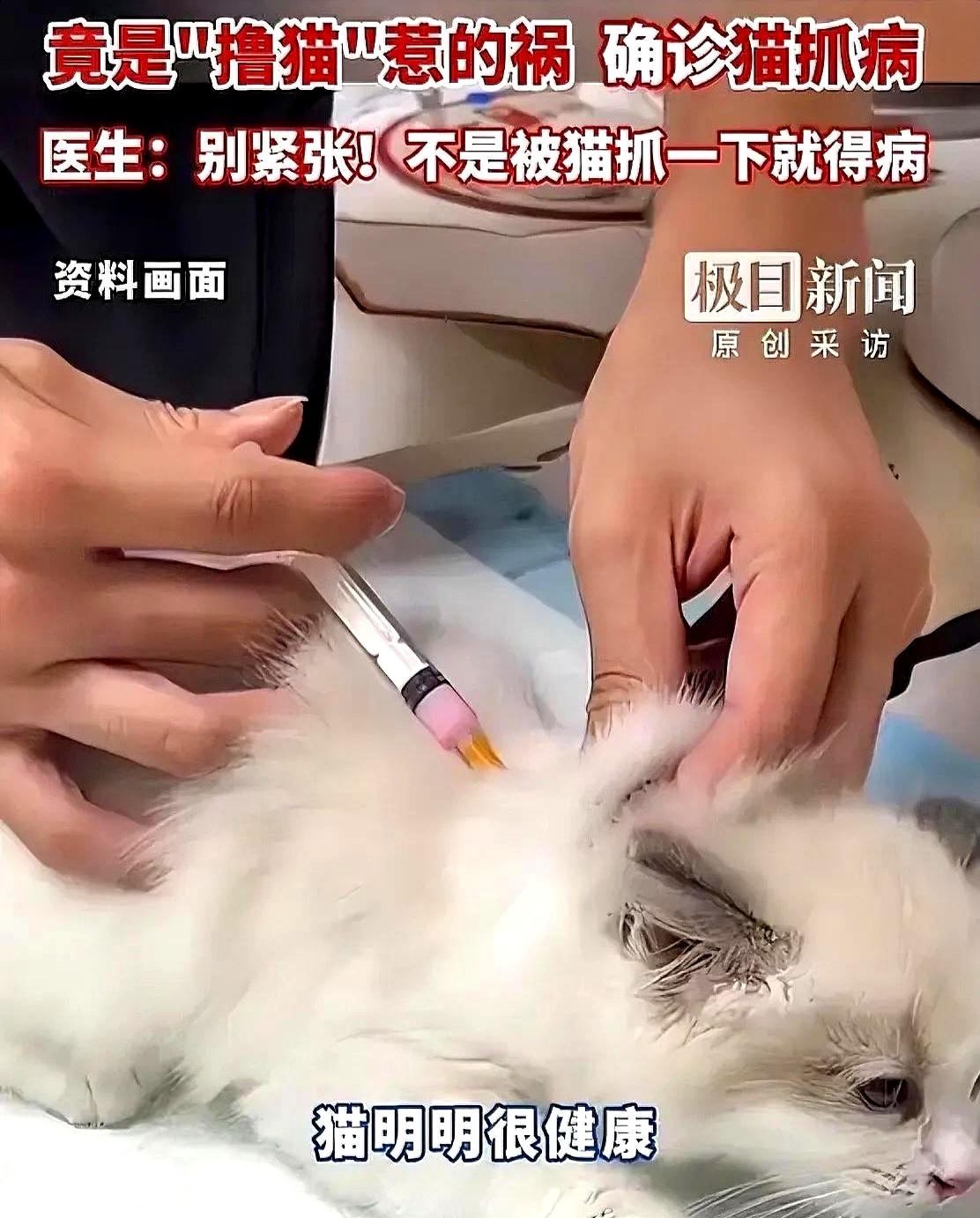 猫打了疫苗就绝对安全？
武汉一位妈妈被现实泼醒。
儿子连烧两天到38度，蔫得不行