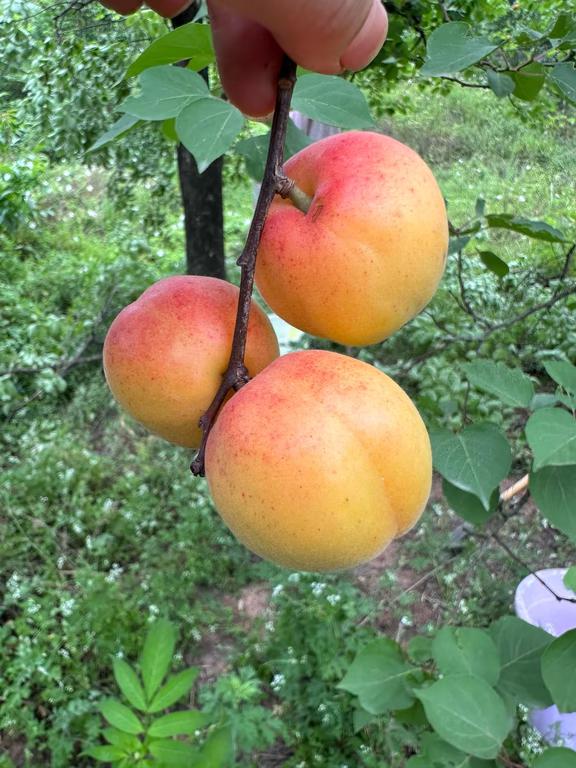 黄土高原种的大黄杏，阳光足、味道太正了！