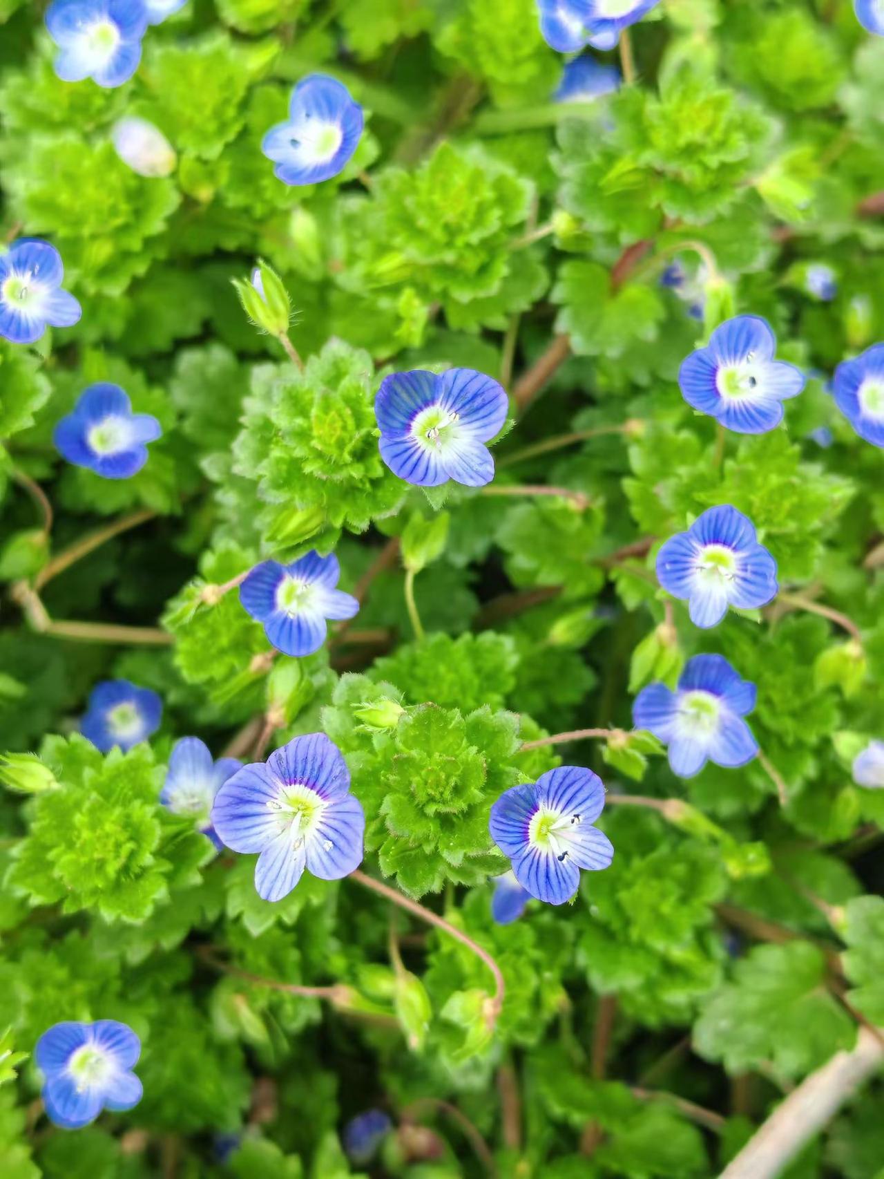 大山自然奇观 翻山越岭登上山顶看美景@奔赴下一场日落 治愈系风景 阿拉伯婆婆纳