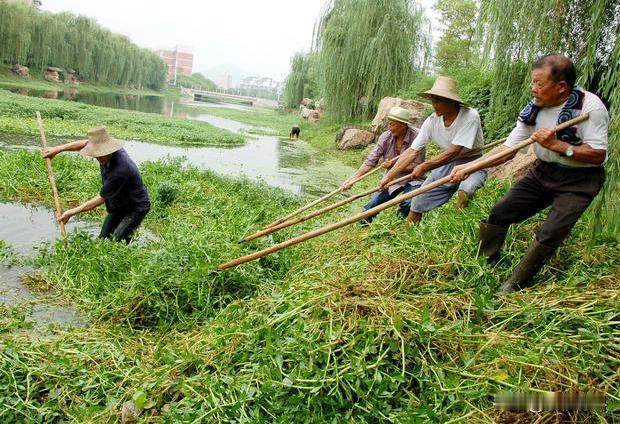 日本人曾在中国种下“毒草”，我国耗费数亿元无法清理，最终却被一小虫轻松解决。
