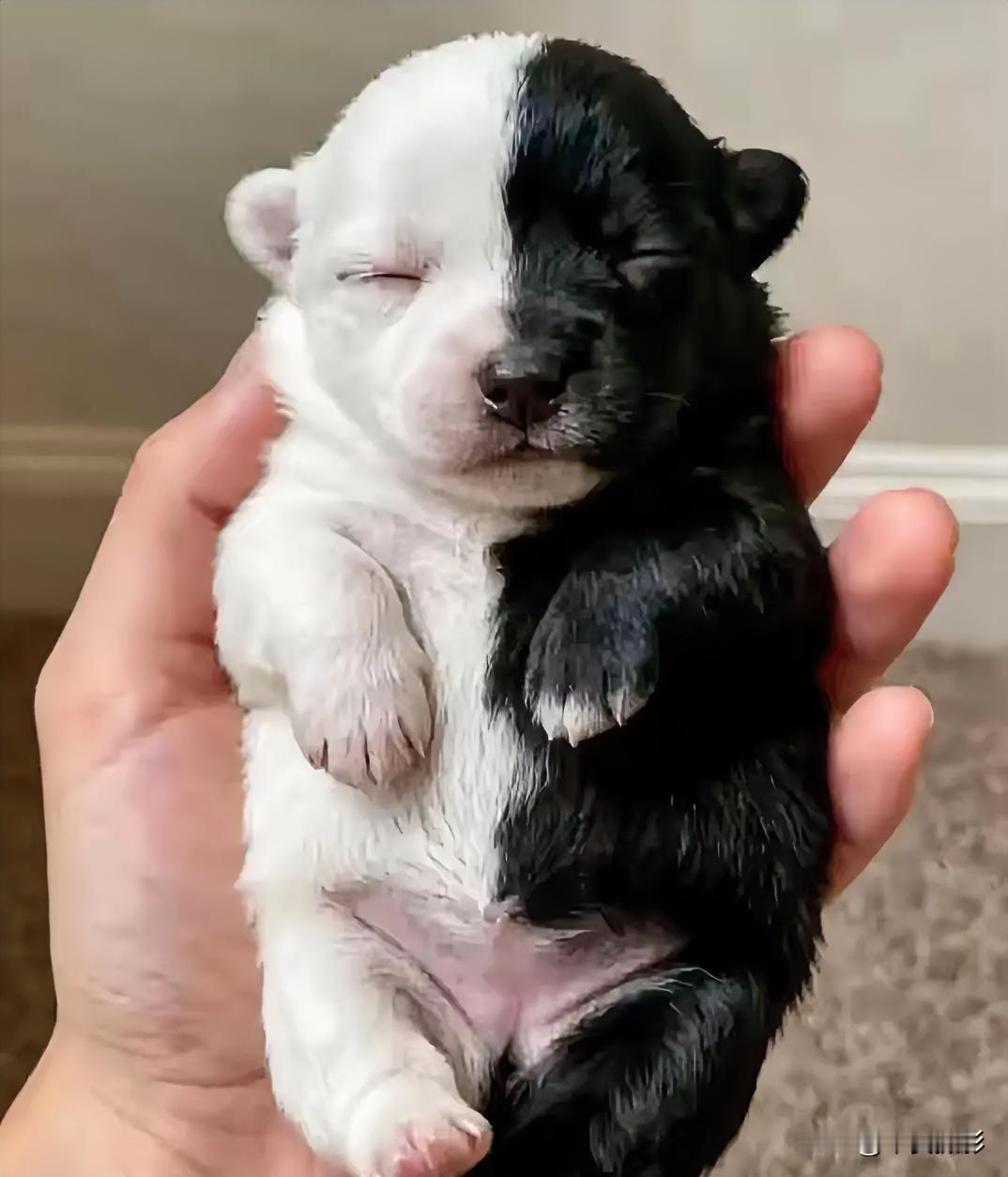 求取一个威武霸气的名字！不能有黑 白 二字。