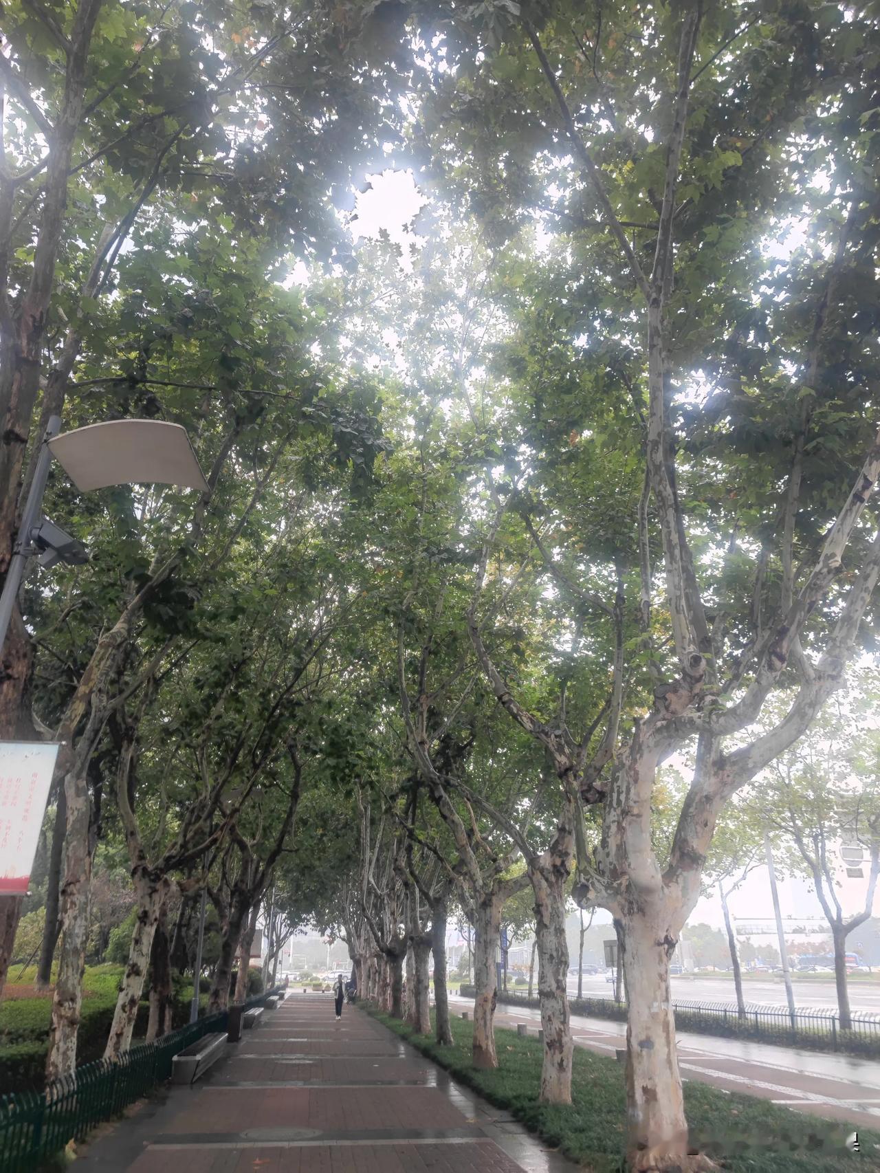 马上就要到南京梧桐树最美丽的时候了

现在的梧桐树叶子还没有黄，看起来还是青翠的