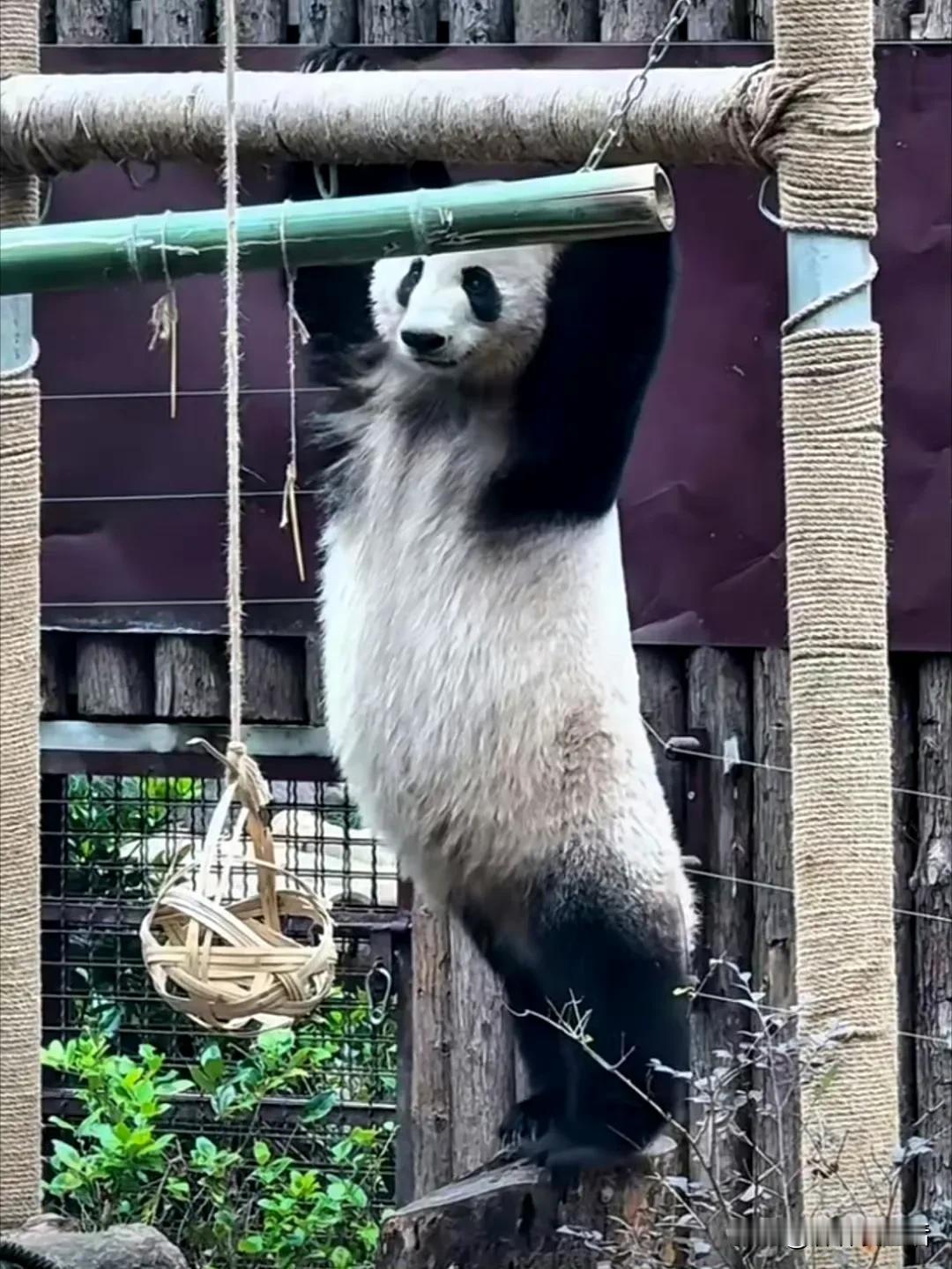 香果，没事，不就是有肚子吗？

女大十八变，以后我们收回来，还是美女。

你可以