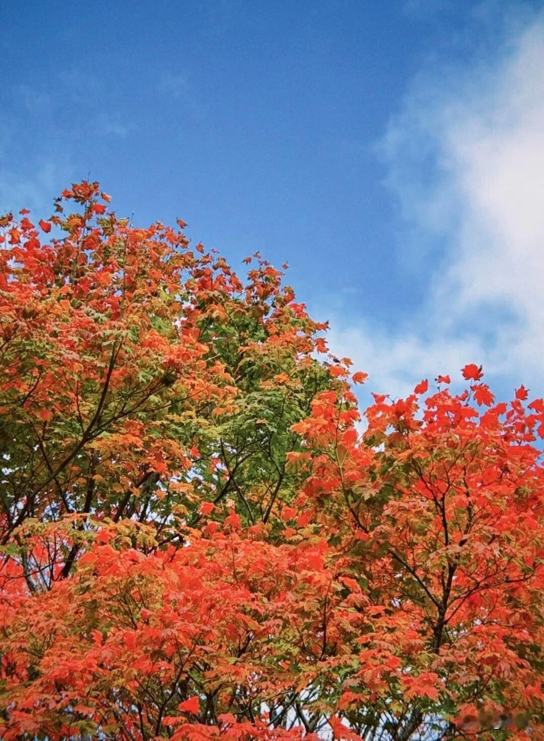 第十四天 写日记

今天收到了公众号的认证通知，忽然反应过来，从零起步的63天，