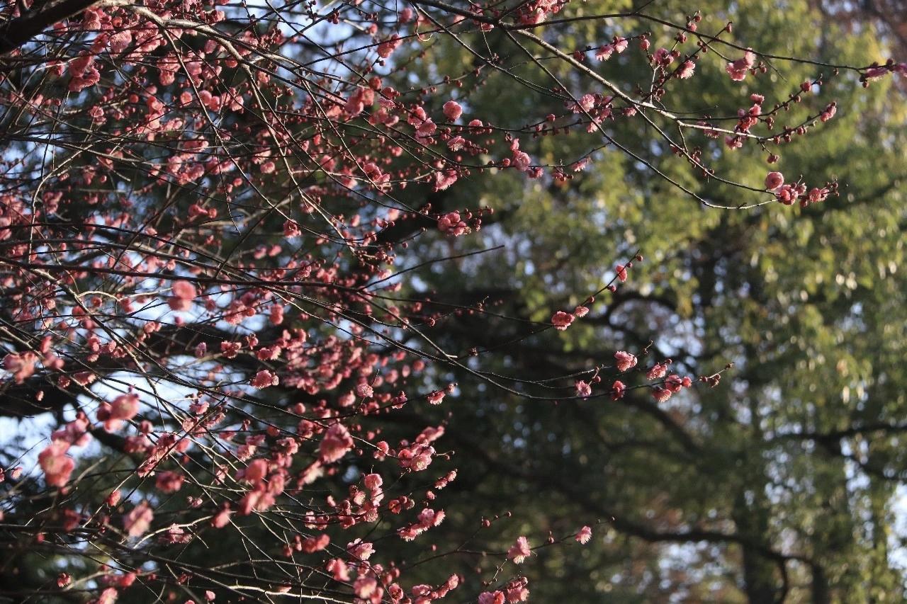 省植物园“冬之韵”花展启幕 梅茶竞放迎马年新春
 
梅韵茶香浮动，竹影风清送暖。