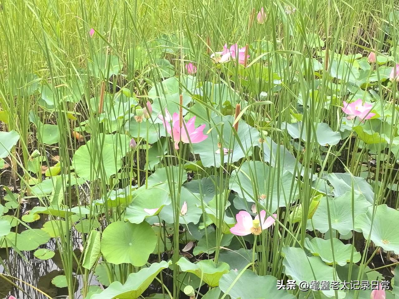 太美了。南京是我喜欢的城市，我每年都要去游玩一次，我还特意办了南京市的老年乘车卡