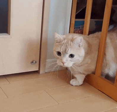 它蹑手蹑脚的过来了。但此刻的家里，已经没有小鱼干了呀！这可怎么好呀