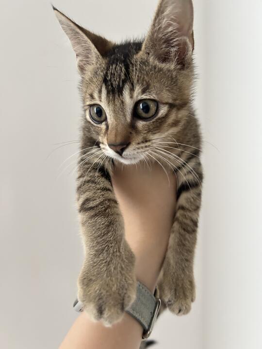 人 帮我看看这是缅因猫吗？