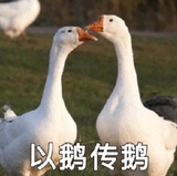 呆娃爱玩体育
