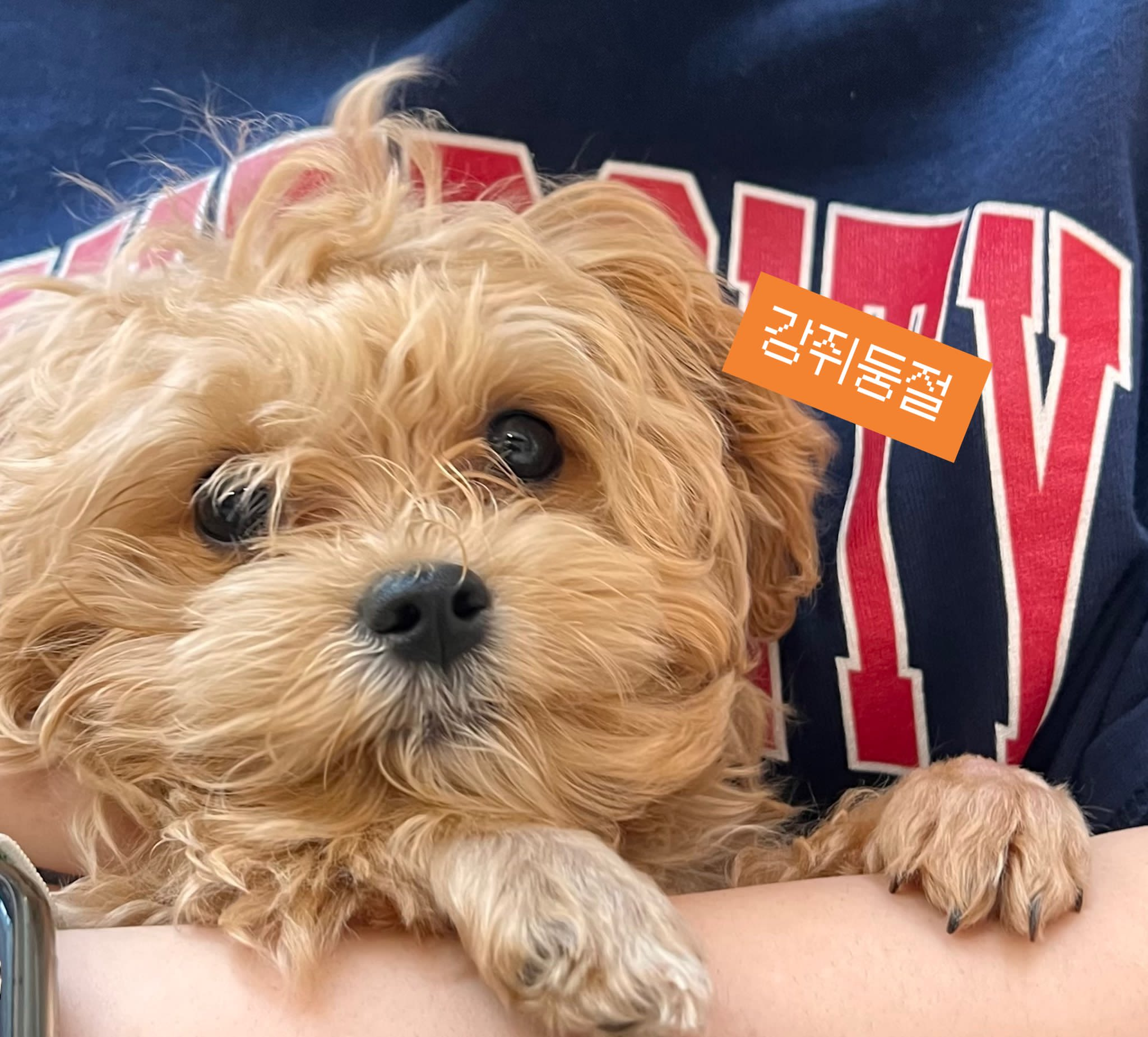 在商场里坐下歇会的时候，突然被旁边大叔拜托照顾一下小狗  海外新鲜事热点现场