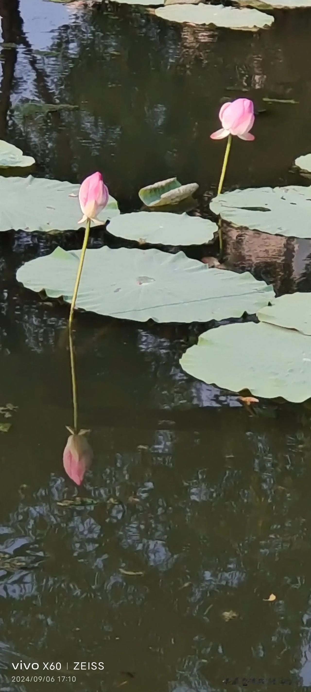 #随手拍荷花倒影#