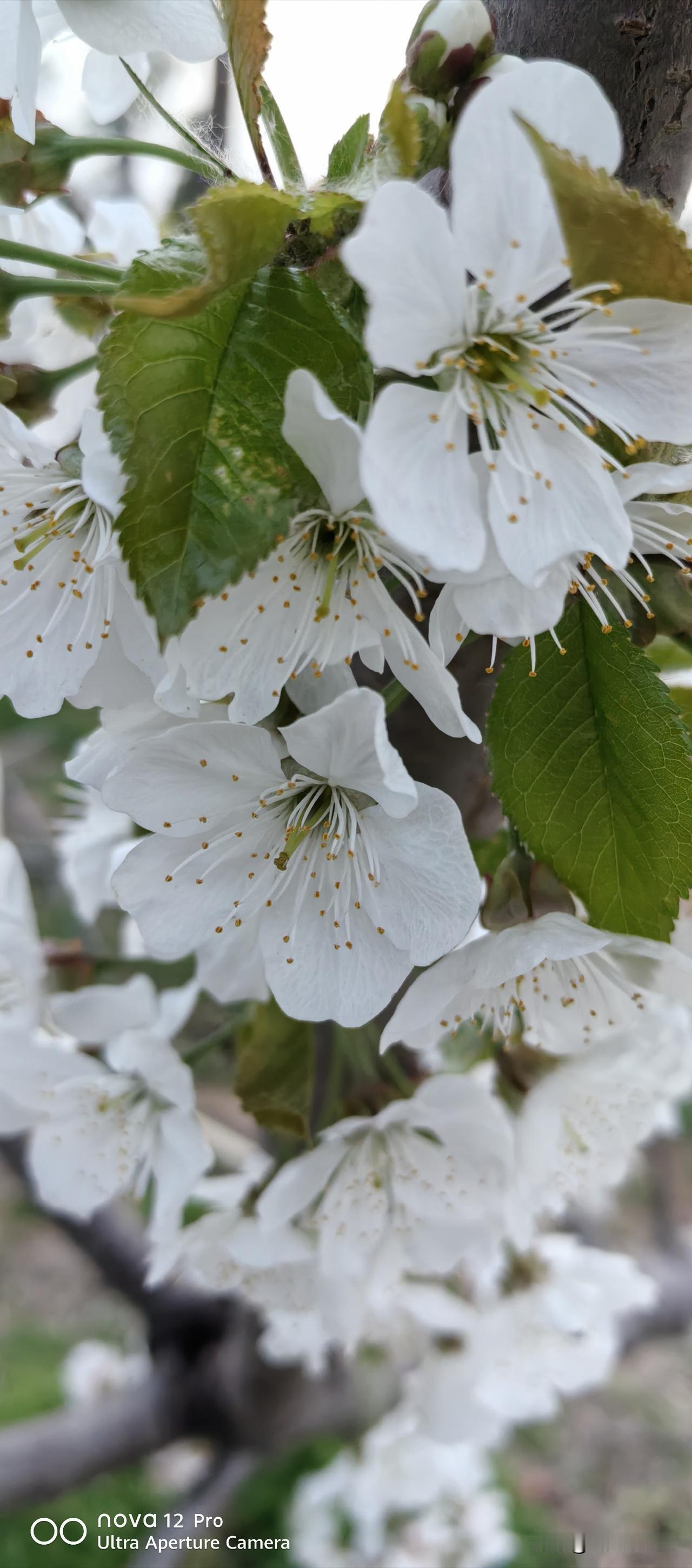 春日生活打卡季