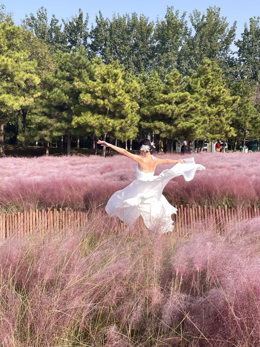 10.15 live图｜谁能拒绝奥森粉黛子的浪漫呢？