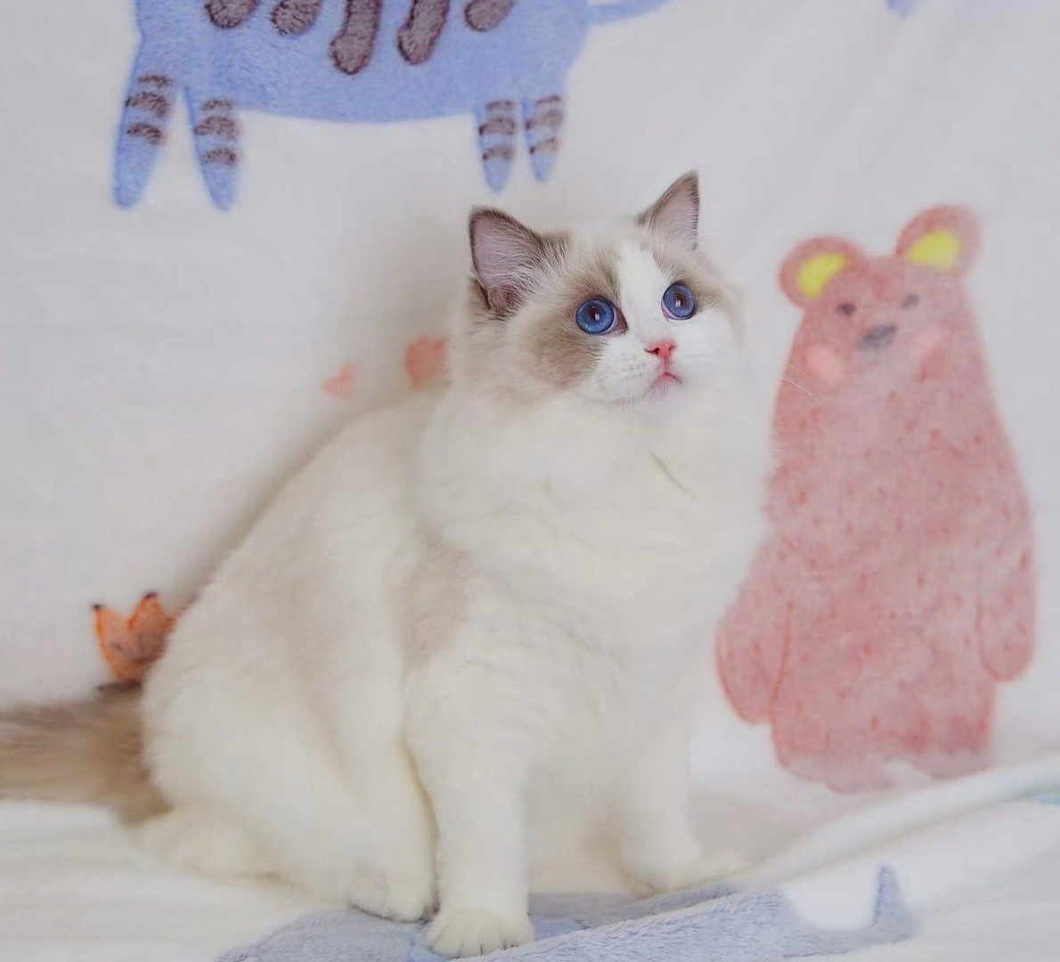 有三个母猫退役猫找家：母猫年龄都是3岁多五公主，妈宝男同父母的妹妹（蓝双）pig