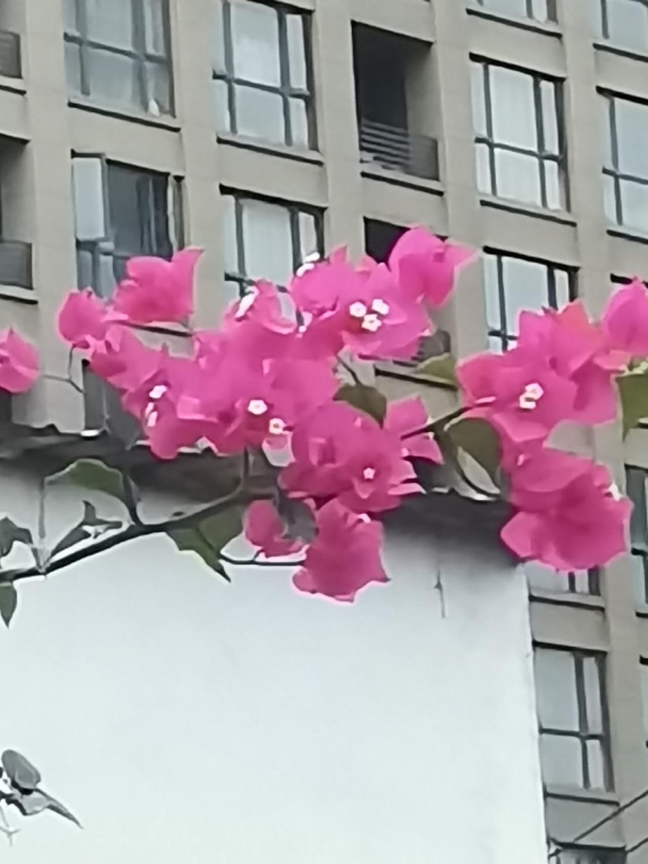 八月好运《谁说梅花没有泪》郭津彤，《梅花》宋代王安石：
墙角数枝梅，凌寒独自开。