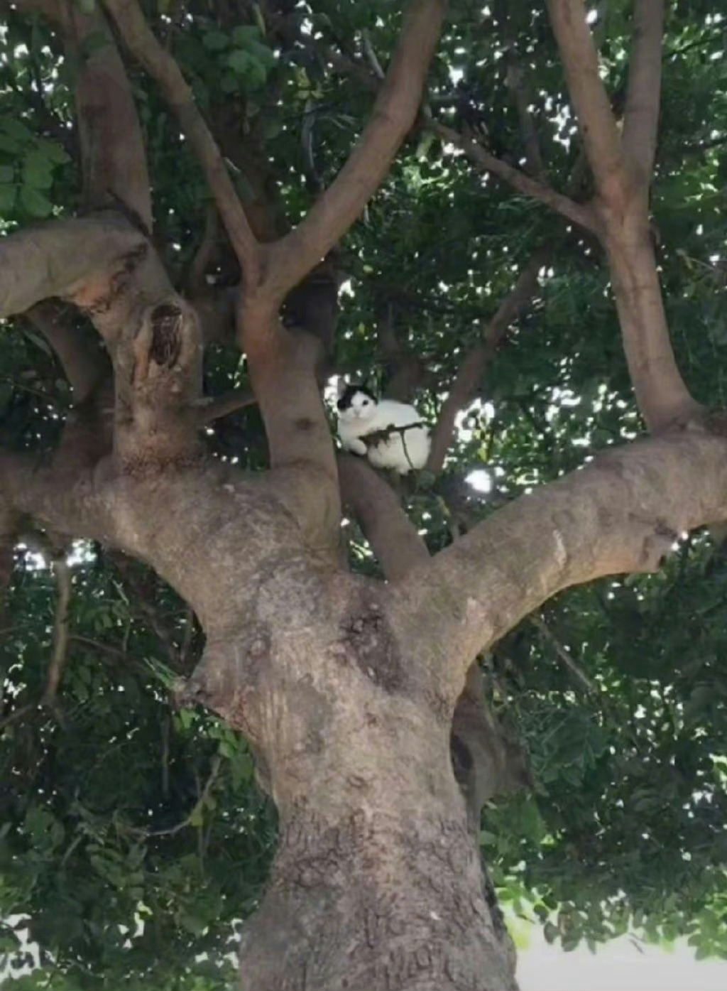 差点以为猫在狙击我 ​​​