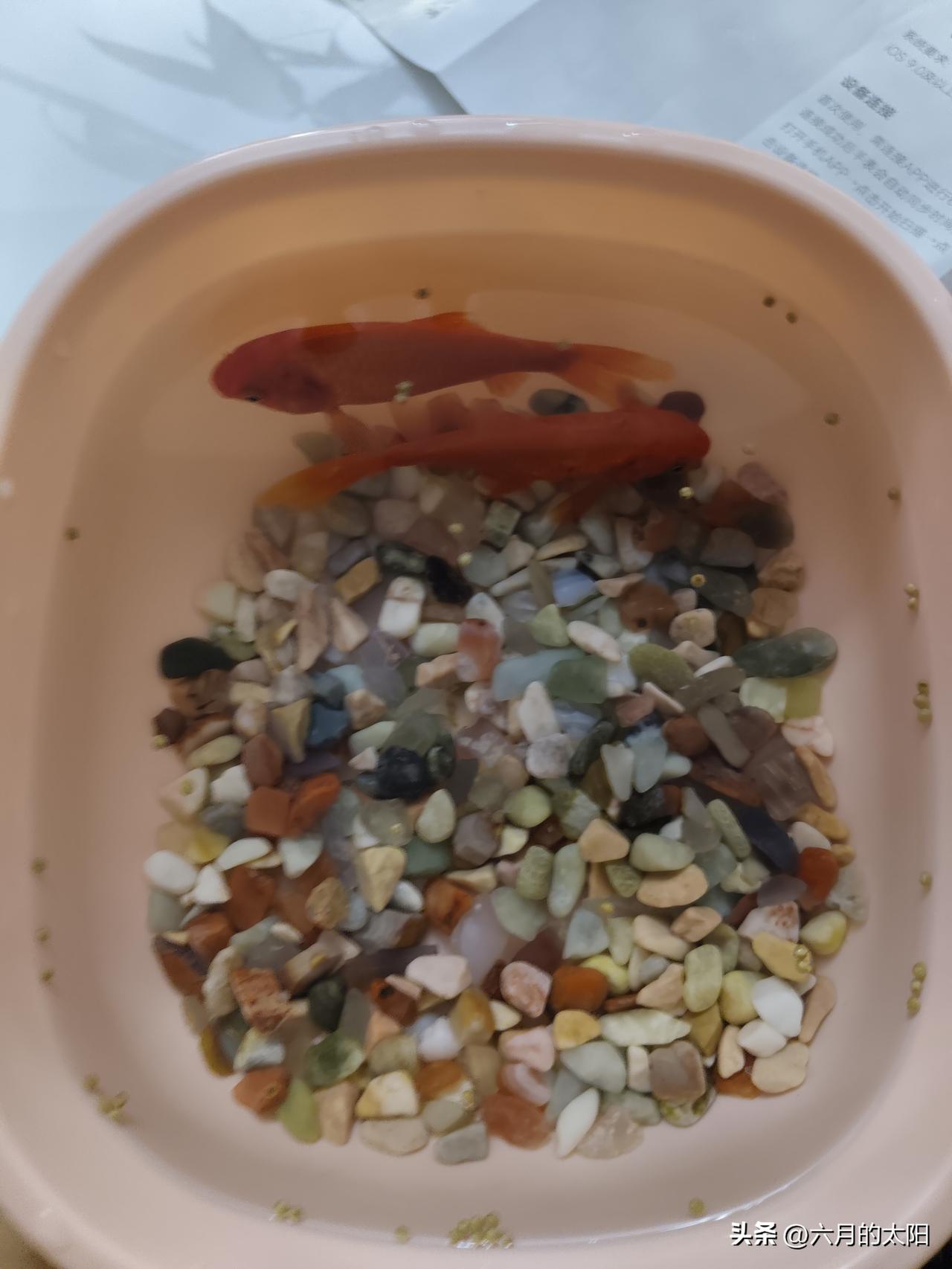 今晚喜提两只小金鱼，小屁孩开心起飞