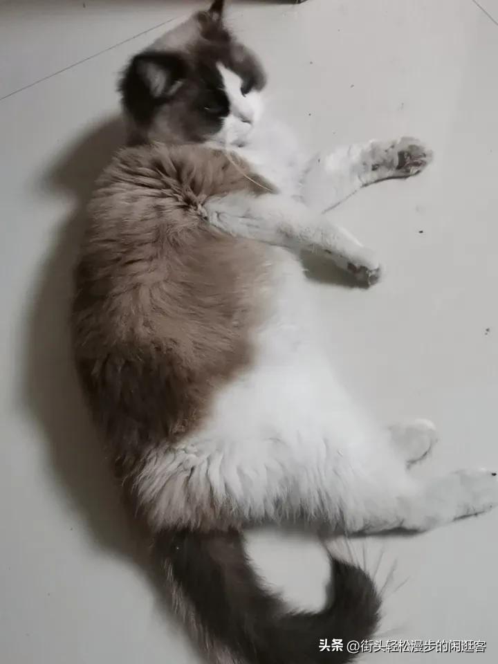 没想到喵喵竟能失而复得！
今天都准备把它的照片和悬赏启事张贴出去了！
从昨天下午