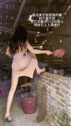 猪：这女主人咋这么凶！奶凶奶凶的