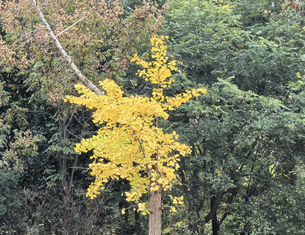 上联：不三不四究竟几
下联：一五一十辨别细