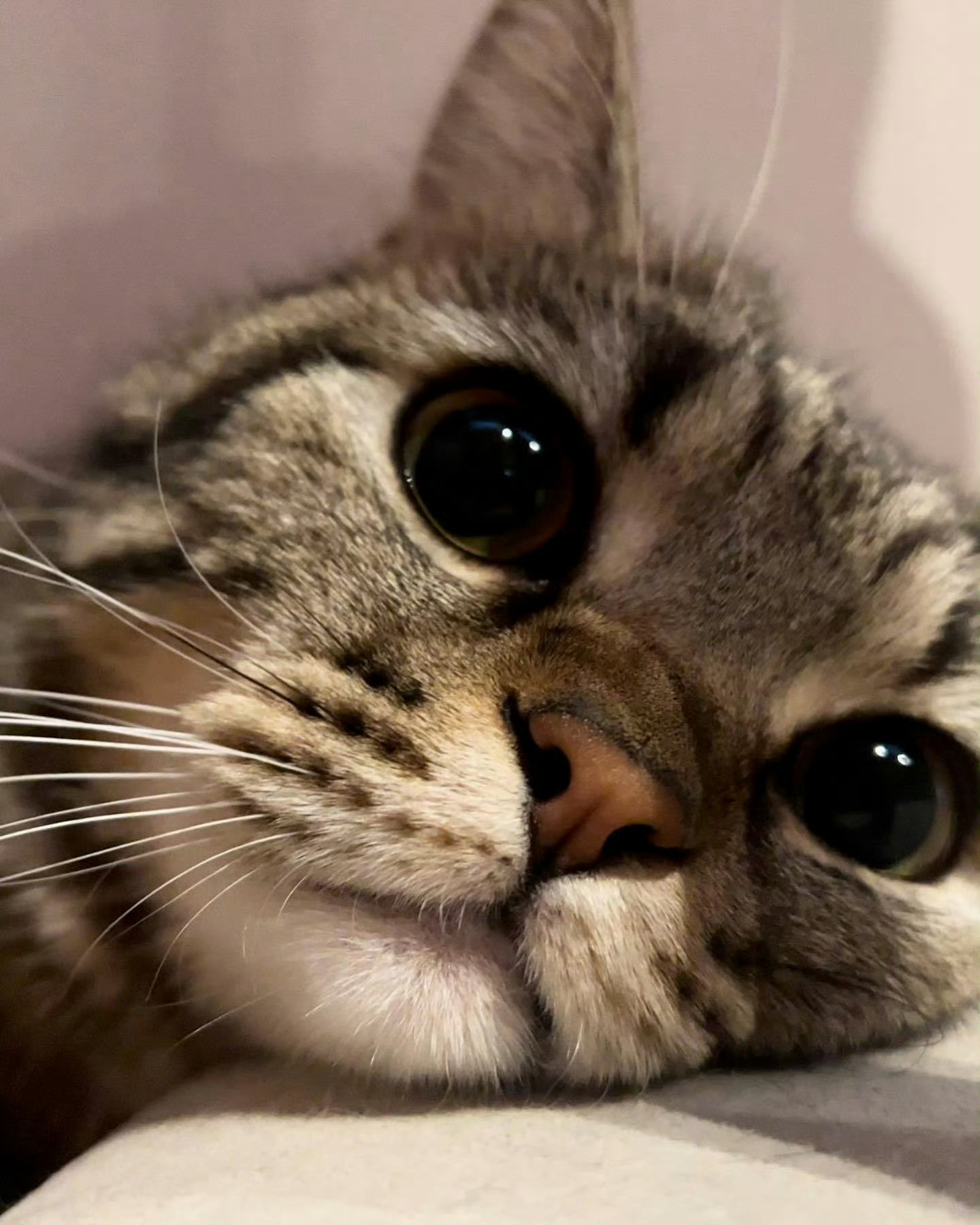 猫咪患上了开学恐惧症🥹 ​​​
