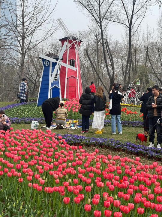 巨新！武汉解放公园惊现油画郁金香花海