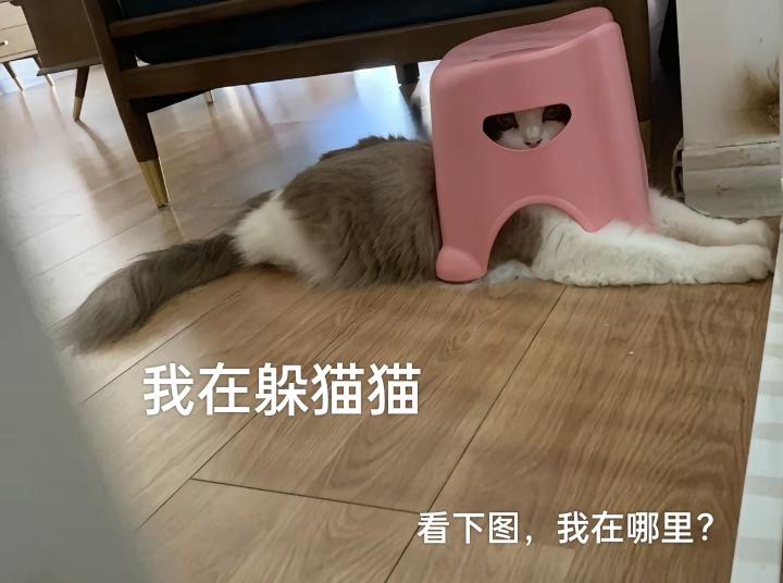 上热门 你的猫孩子也是这样玩吗😂😂😂😄 心思全写在脸上的猫猫 小猫咪其实