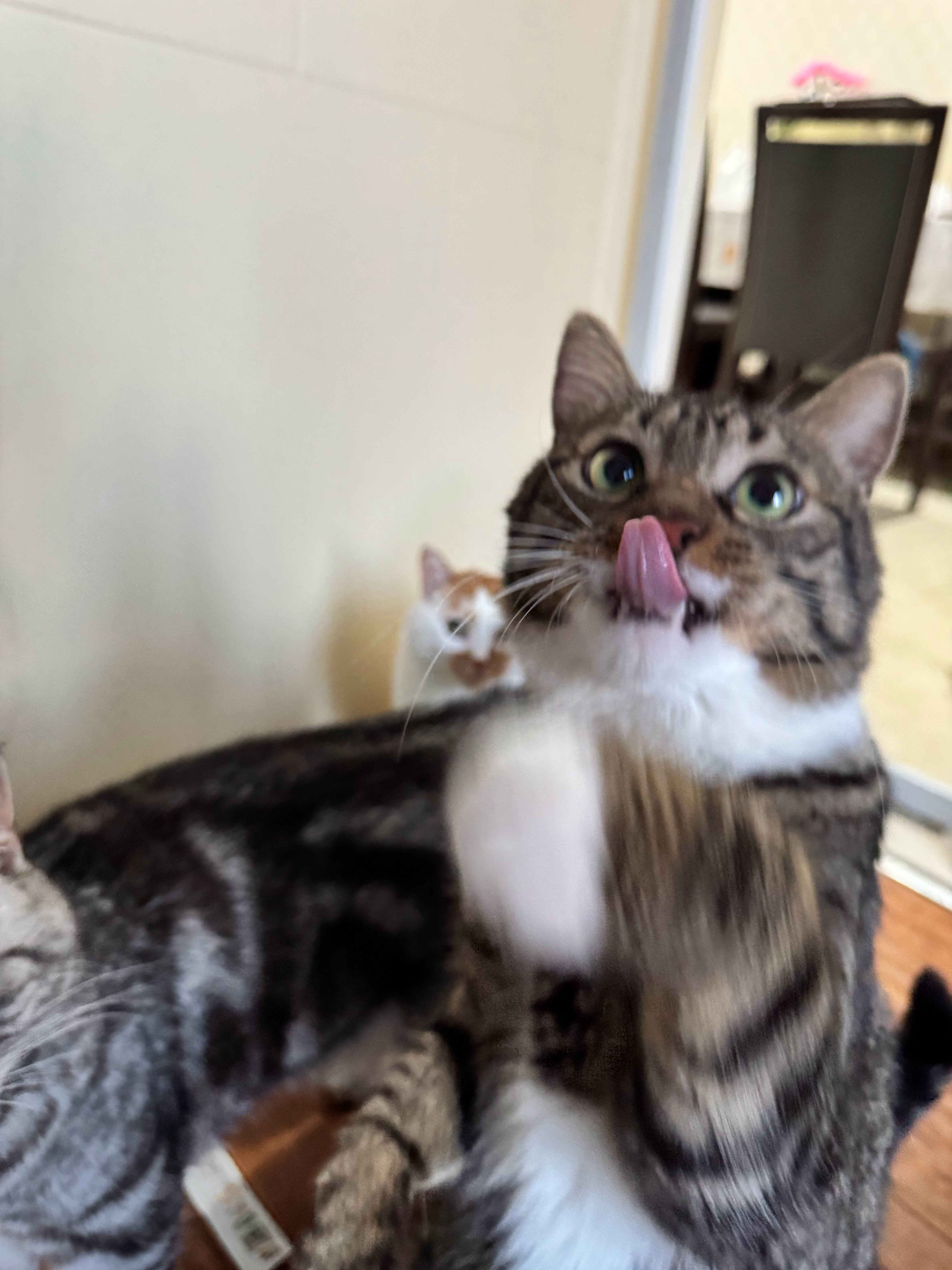 猪猪配得感没那么高大部分时间都是小心翼翼的比如每次喂罐头他都躲到一边必须我端着碗